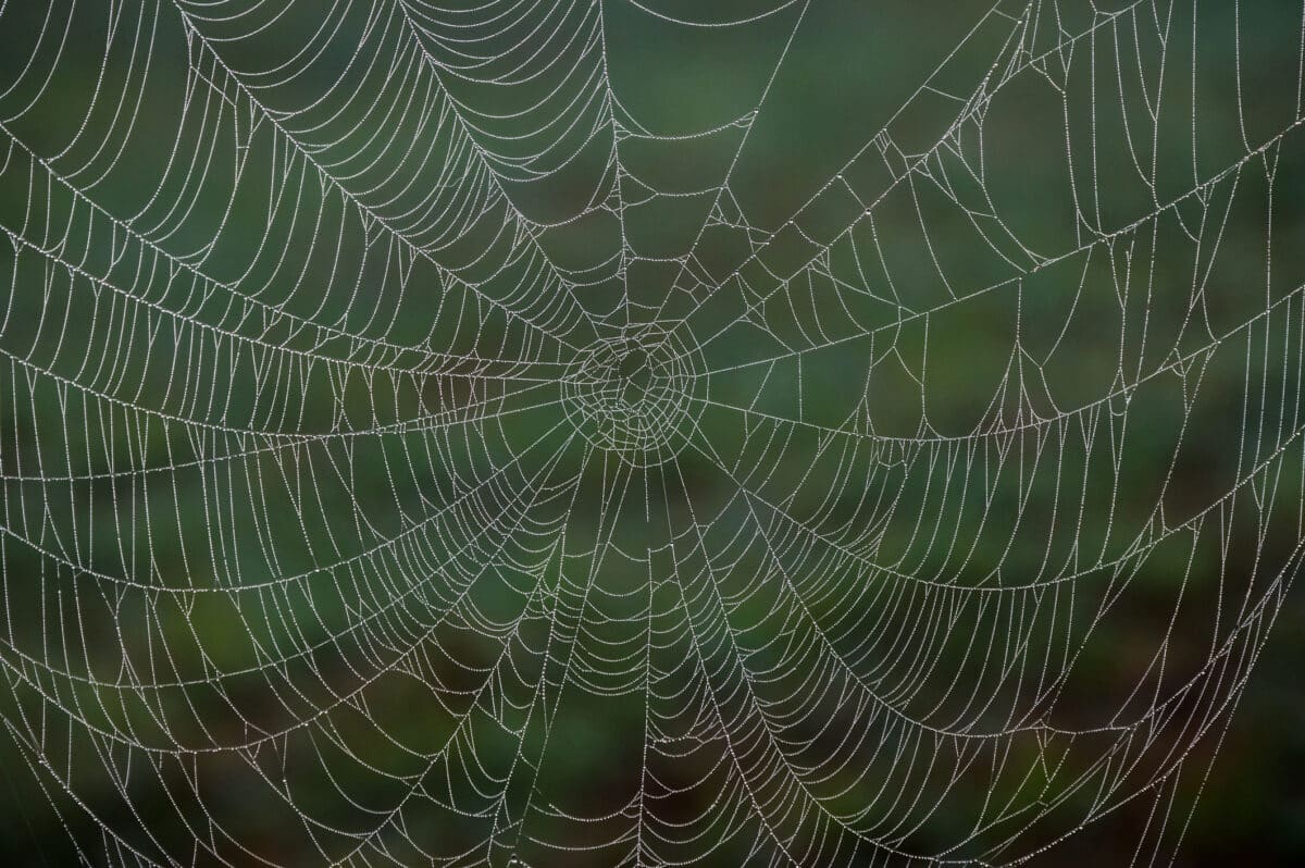 A dew covered spider web in the woods